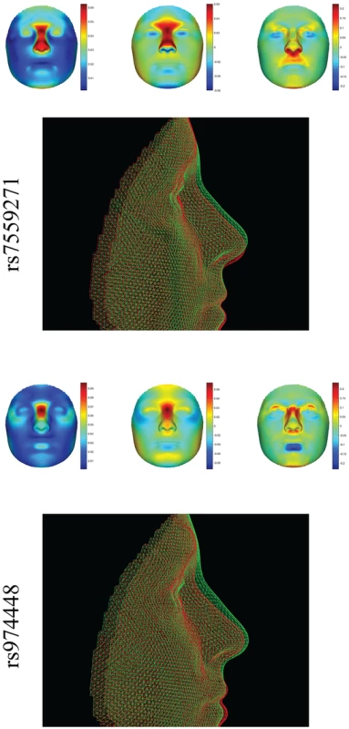 Full facial effects of two different loci in <i>PAX3</i>, rs7559271 (top) [<em class="ref">5</em>], and rs974448 (bottom) [<em class="ref">4</em>].