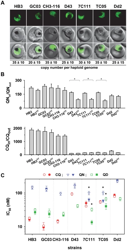 Overexpression of the HECT domain of PfUT confers quinine and quinidine response variations in appropriate genetic backgrounds.