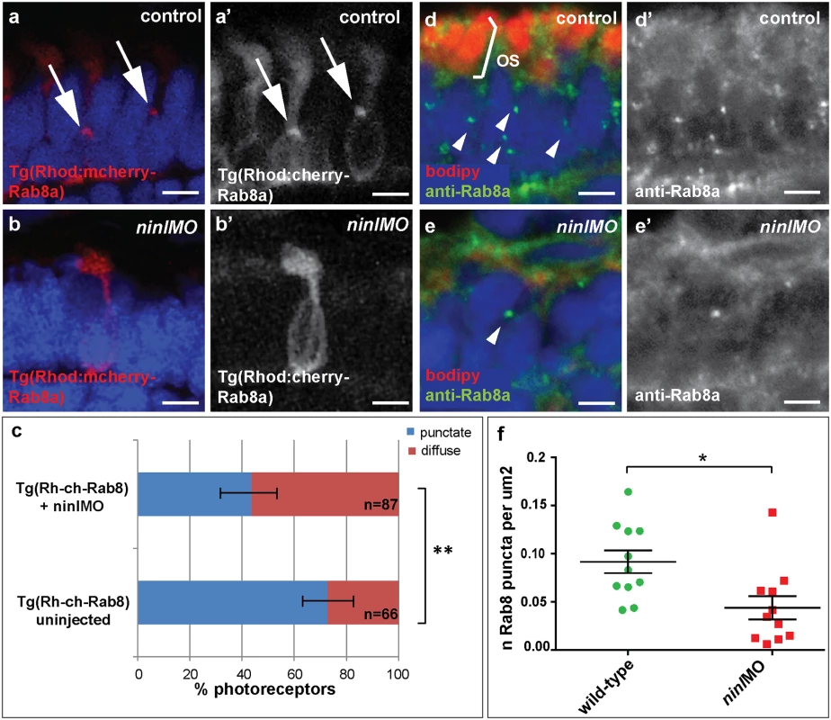 Ninl is required for correct Rab8A localization.