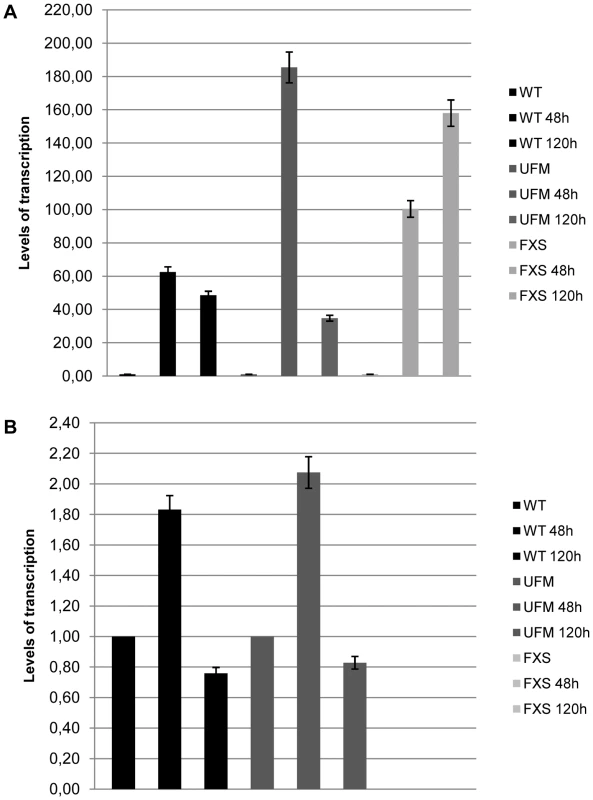 <i>CTCF</i> overexpression in WT, UFM and FXS fibroblasts.