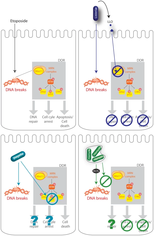 Schematic representation of several infectious processes affecting the DDR.