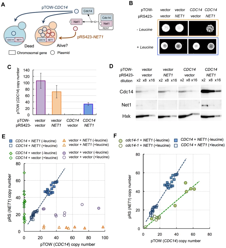 Analysis of dosage relationship between <i>CDC14</i> and <i>NET1</i> using two-dimensional genetic tug-of-war (2D-gTOW).