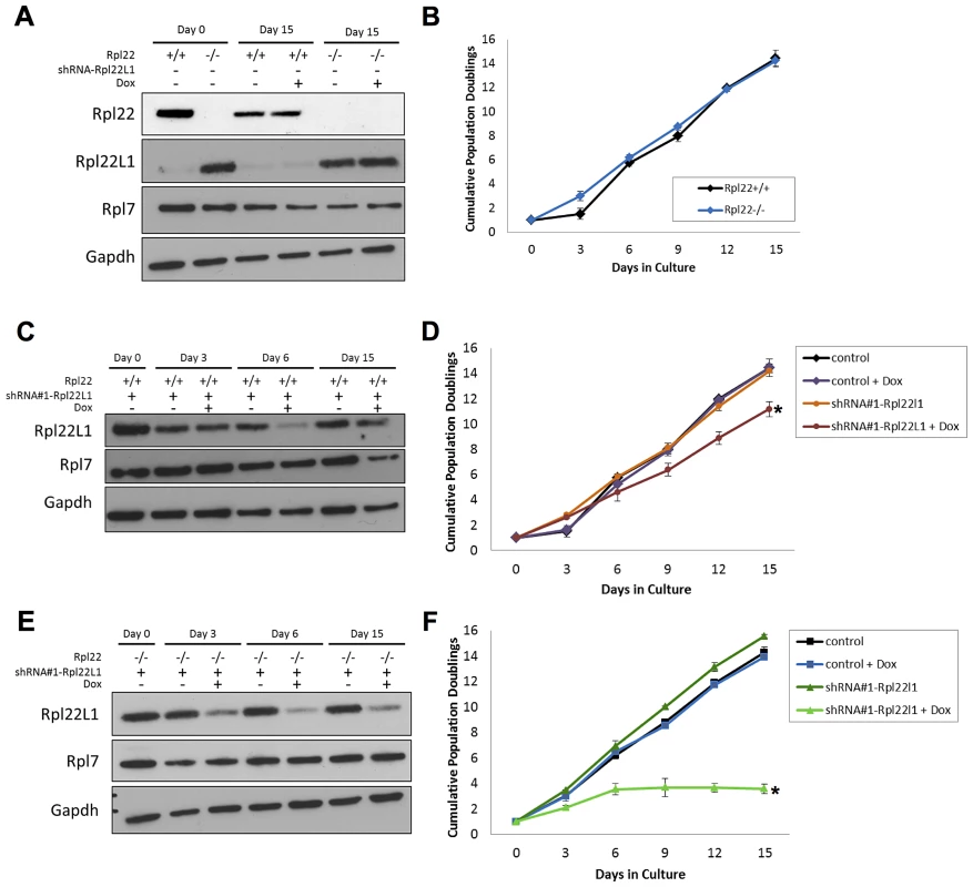 Acute knockdown of Rpl22l1 expression impairs cellular growth.