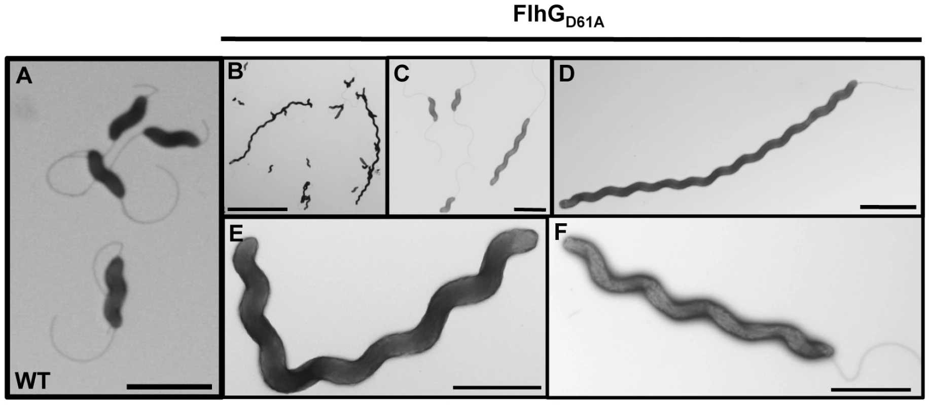 The elongated cell phenotype of <i>C. jejuni flhG<sub>D61A</sub></i>.