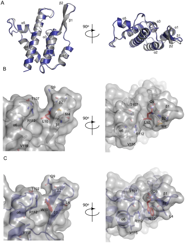Structure of MLV CA-NtD (L10W).