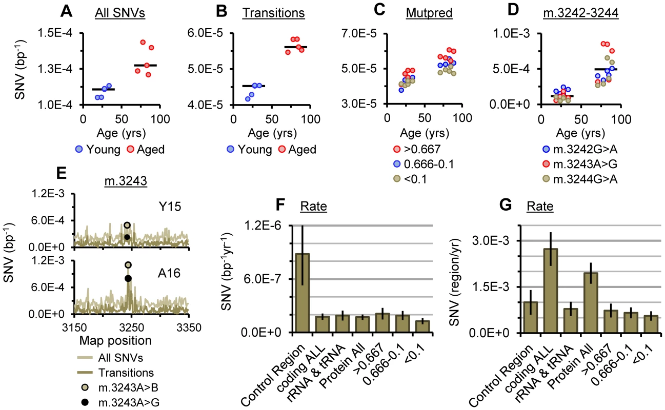 SNV burden of putamen mtDNA.