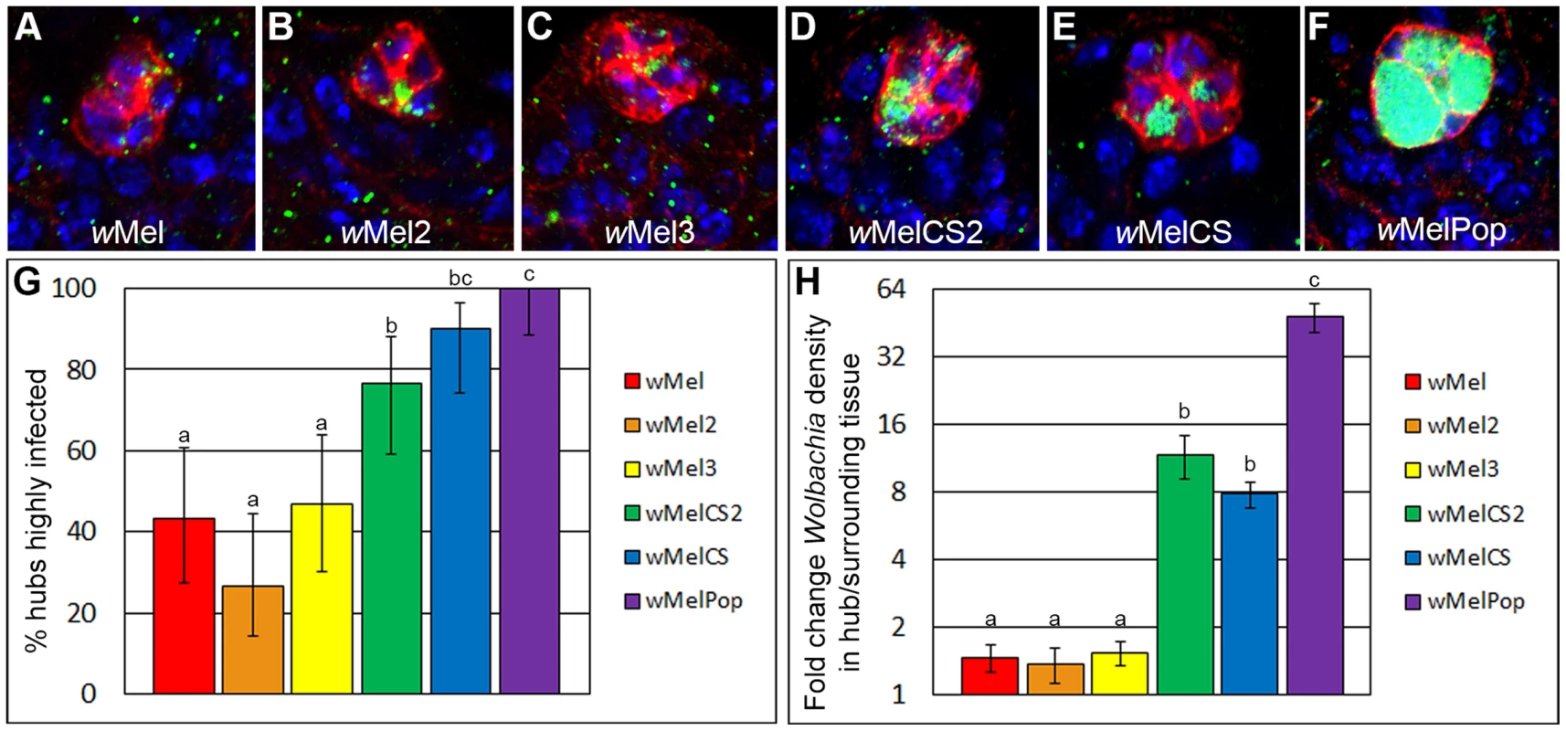 Closely related <i>Wolbachia</i> strains display rapidly divergent hub tropism phenotypes in <i>Drosophila melanogaster</i>.
