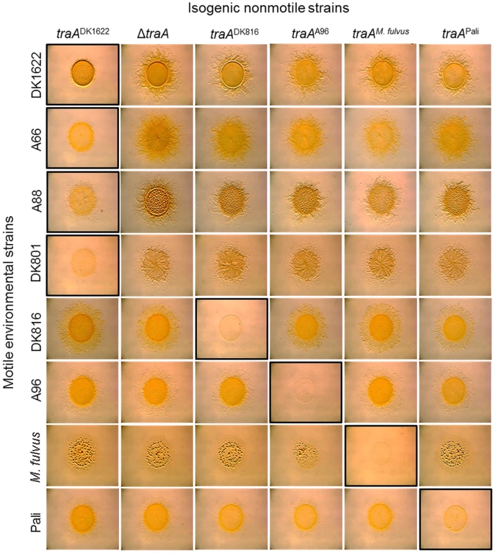 <i>traA</i> allele–specific regulation of swarming.