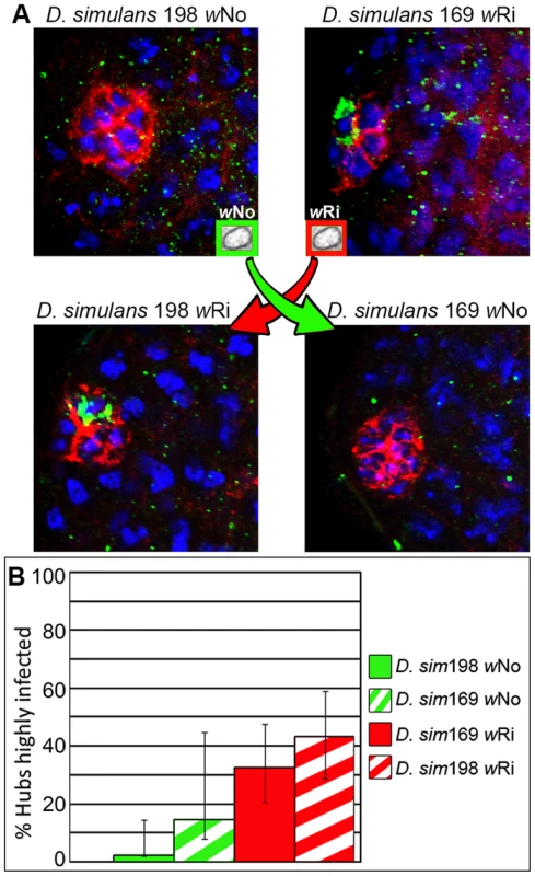 <i>Wolbachia</i> strain directs niche targeting in closely related <i>Drosophila</i> strains.