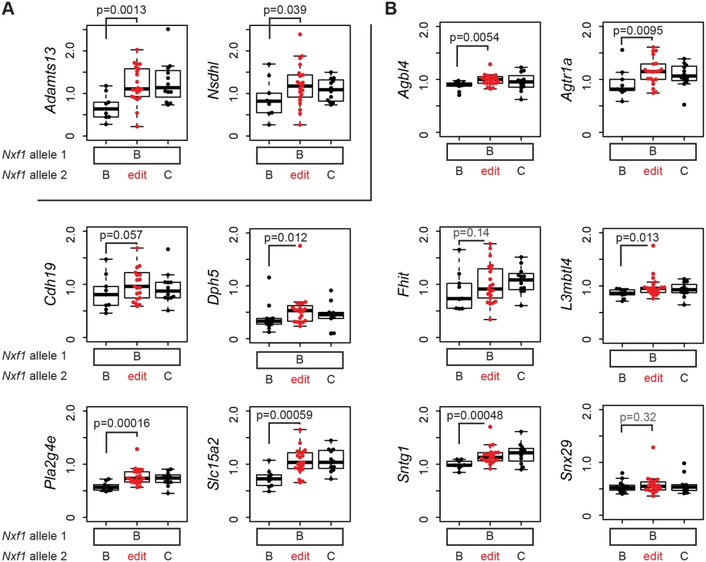 E610G replicates the modifier effect on IAP insertions in the B6 genome.