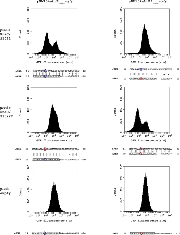 RnaC/S1022 regulates abrB by a direct mRNA-sRNA interaction.
