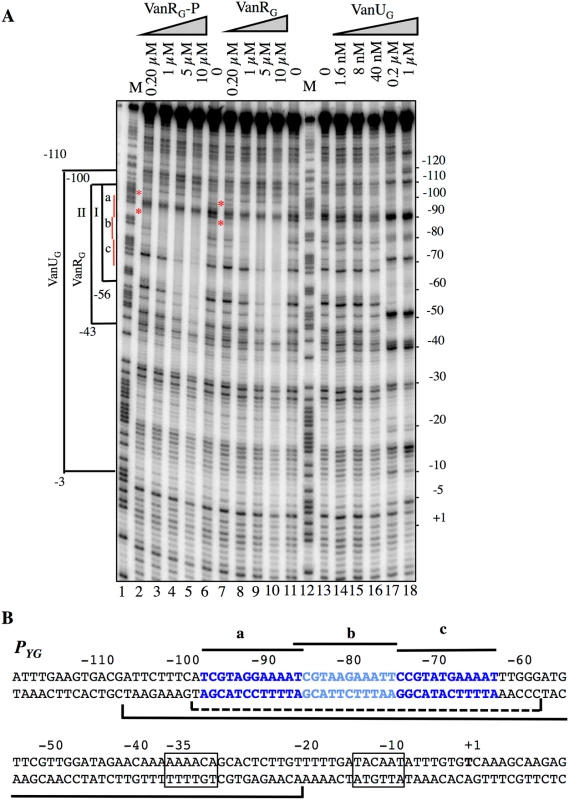 Binding of VanU<sub>G</sub>, VanR<sub>G</sub>, and VanR<sub>G</sub>-P to the <i>P<sub>YG</sub></i> resistance promoter.
