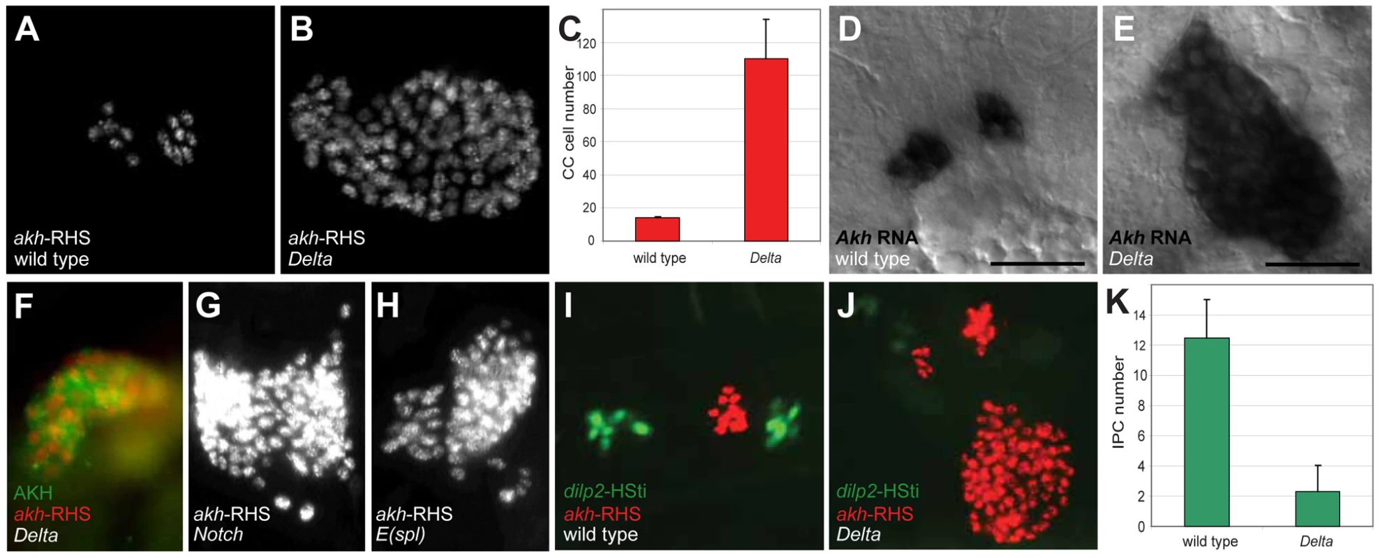 Disruption of Notch signaling results in the expansion of CC cells.