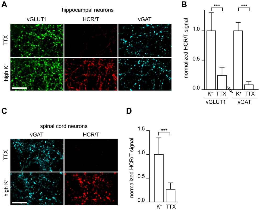 TeNT binds to central neurons via recycling synaptic vesicles.