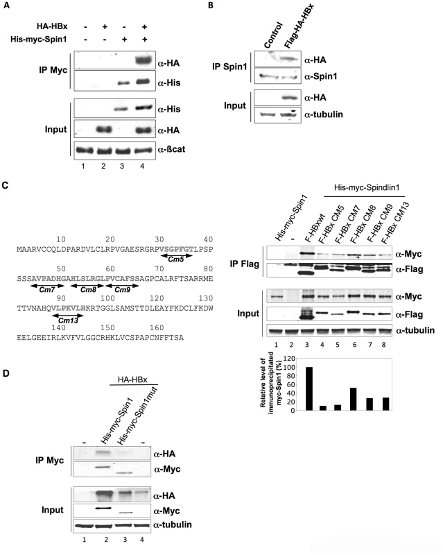 Spindlin1 interacts with HBx.