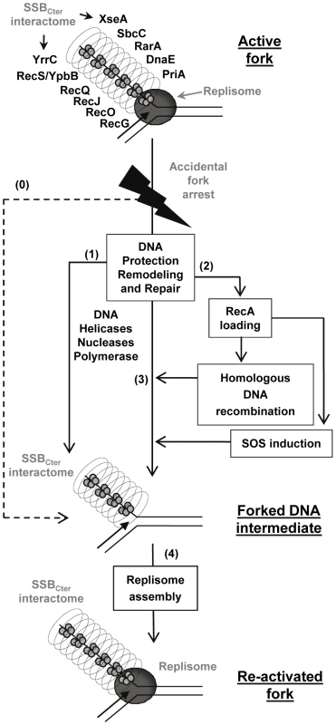 Model of the SSB<sub>Cter</sub> role in repair of damaged chromosomal DNA replication forks.