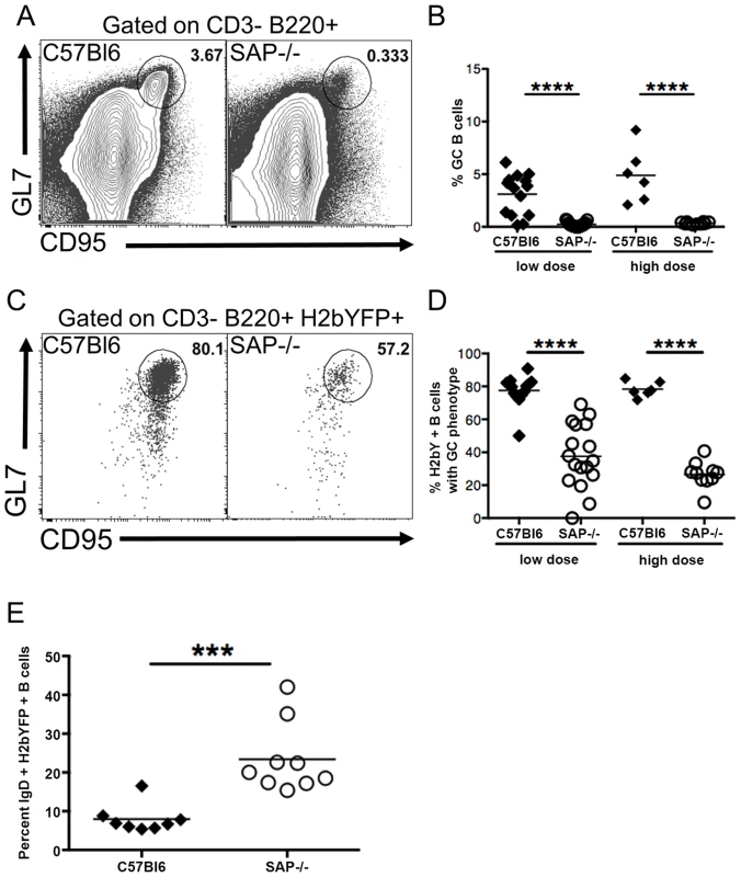 Reduced germinal center response in SAP-deficient mice.