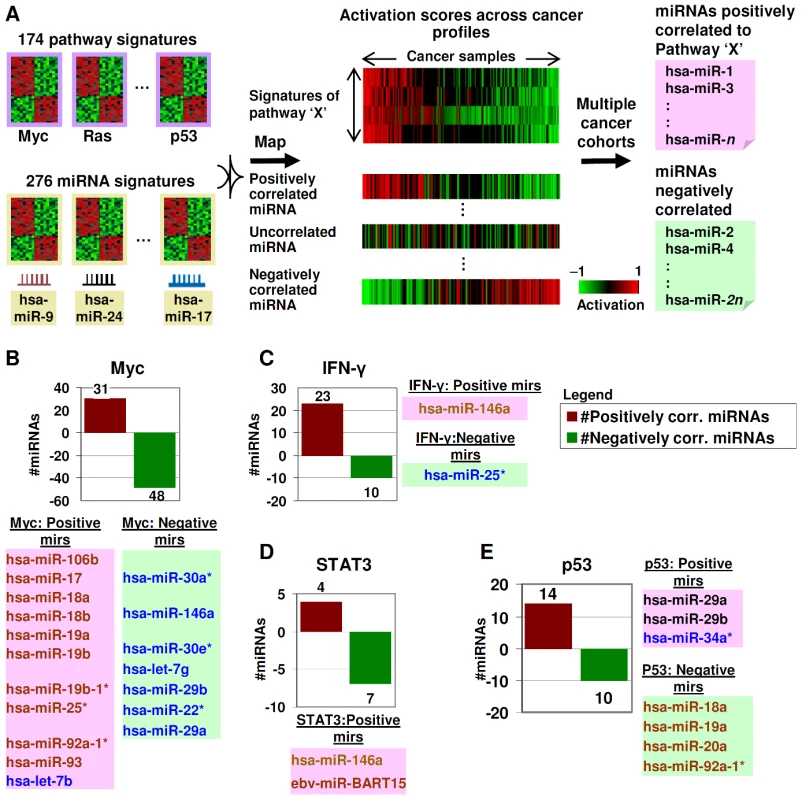Identifying miRNA–pathway connections.