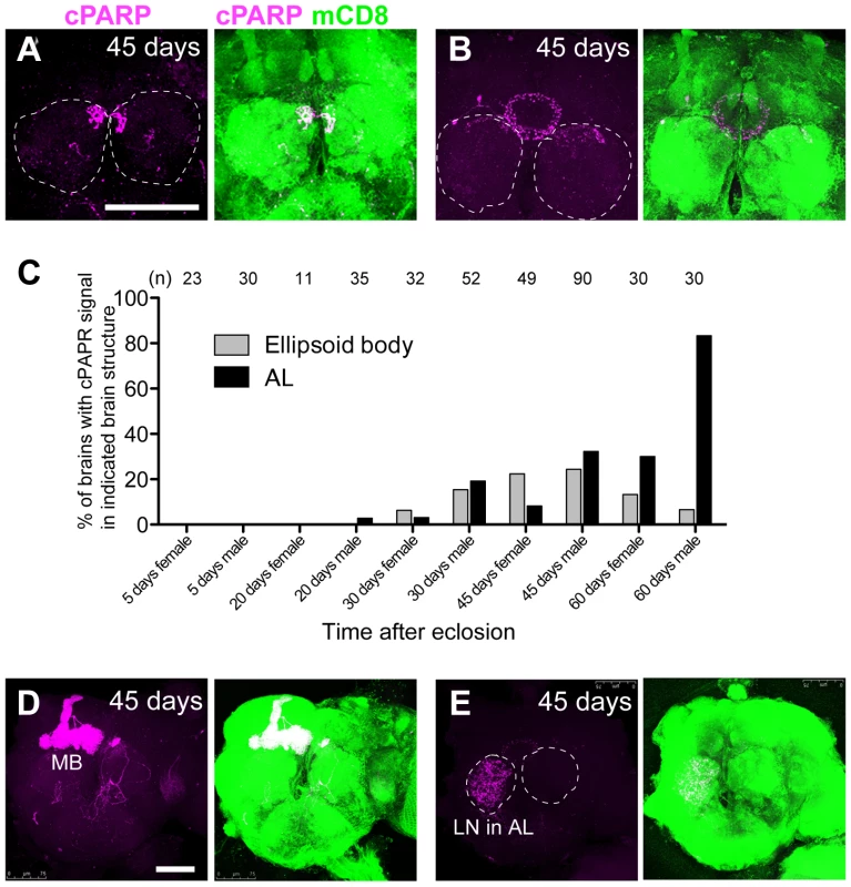 Stereotyped DEVDase activation in the AL and EB structures of aged <i>Drosophila</i> brains.