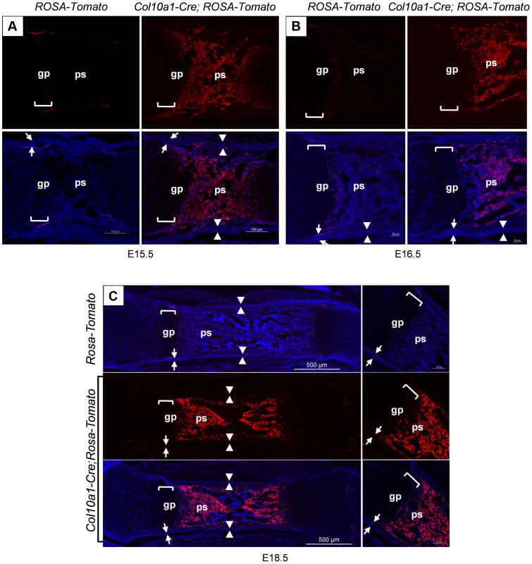 Presence of abundant Tomato<sup>+</sup> cells throughout the primary spongiosa of <i>Col10a1-Cre; ROSA-tdTomato</i> embryos.