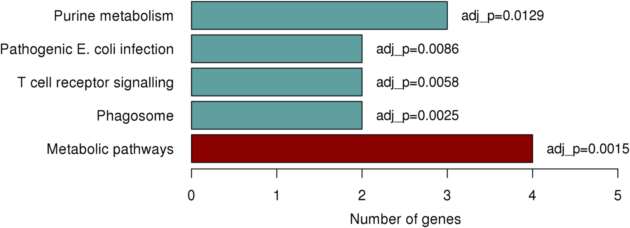 Significantly enriched pathways identified from KEGG enrichment analysis.