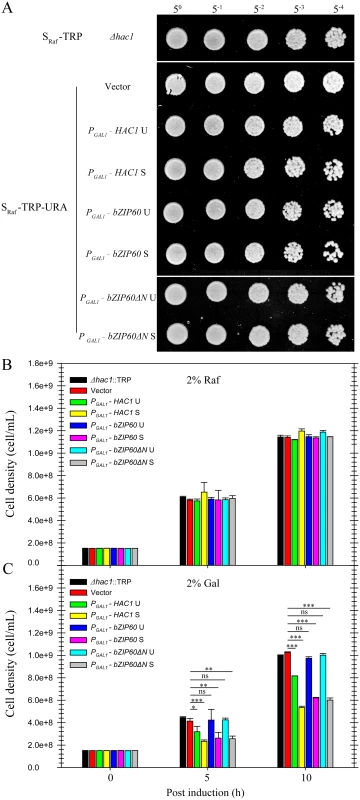 Effects of constitutive expression of <i>HAC1</i> and <i>bZIP60</i> on yeast growth.