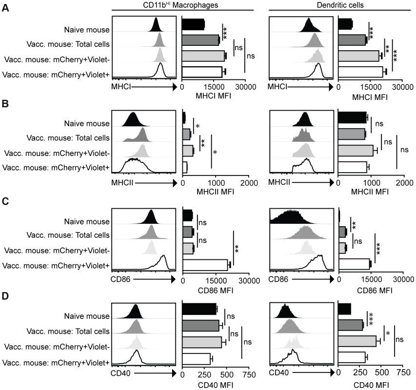 Activation status of mCherry<sup>+ve</sup>Violet<sup>−ve</sup> and mCherry<sup>+ve</sup>Violet<sup>+ve</sup> macrophages and dendritic cells.