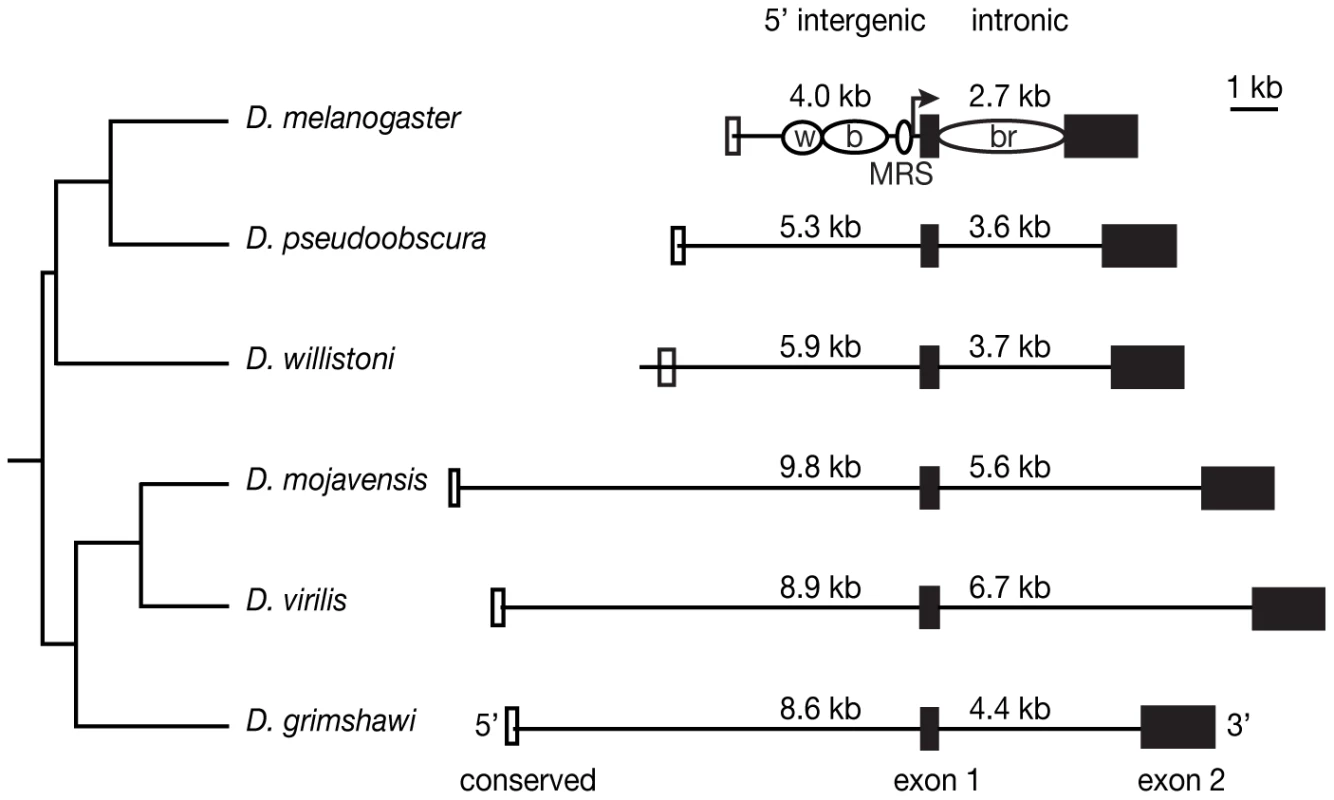 DNA sequences tested for enhancer activity vary in length among species.
