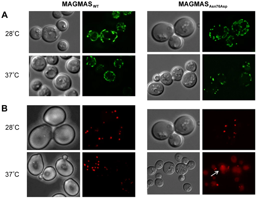 Morphological defects of the yeast <i>MAGMAS</i> mutant strain.