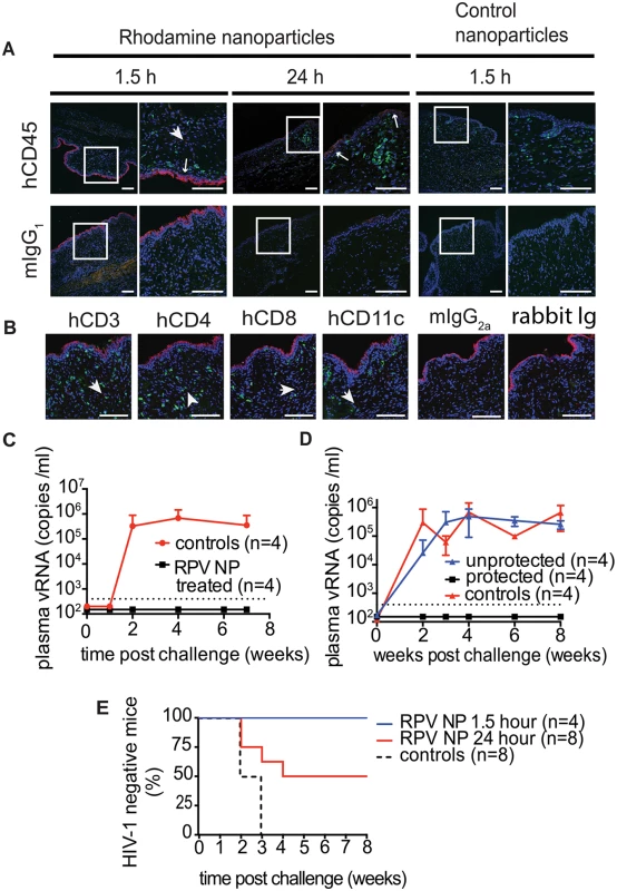 Distribution of rhodamine-labeled NPs in thermosensitive gel in the mouse female reproductive tract (FRT) and the ability of PLGA/RPV to offer pericoital protection against HIV-1 transmission.