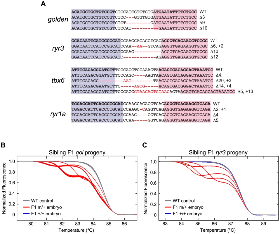 Induction of germ line mutations with TALENs.