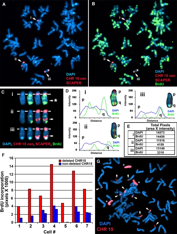 Delayed replication of chromosome 15 with an Cre/loxP-mediated ∼161 kb distal deletion.