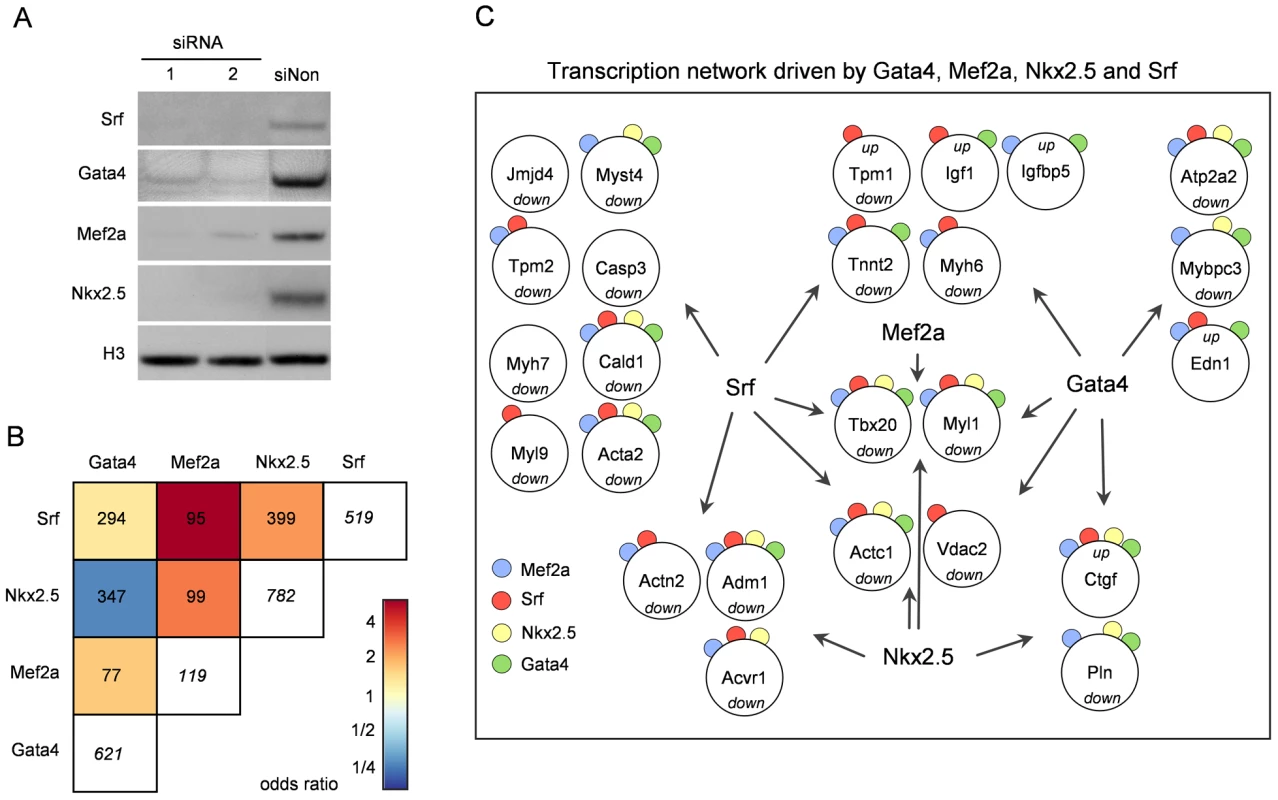 RNAi–induced knockdown of Gata4, Mef2a, Nkx2.5, and Srf.