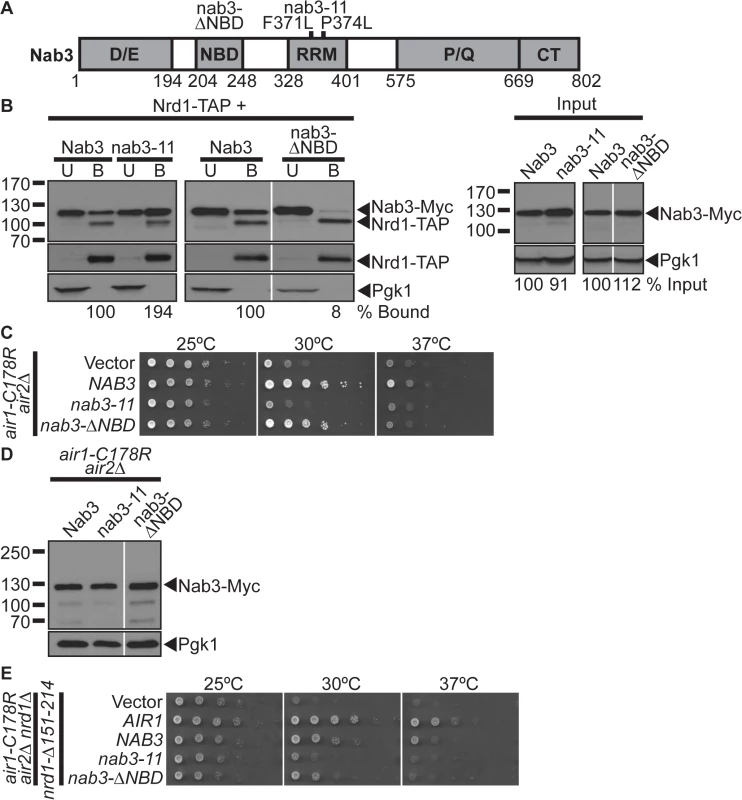 The Nab3 Nrd1-binding domain is not essential for suppression of <i>air1/2</i> thermosensitive growth.