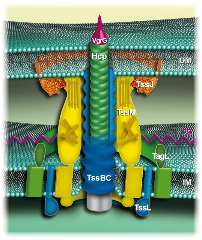 Schematic representation of the enteroaggregative <i>E. coli</i> T6SS.