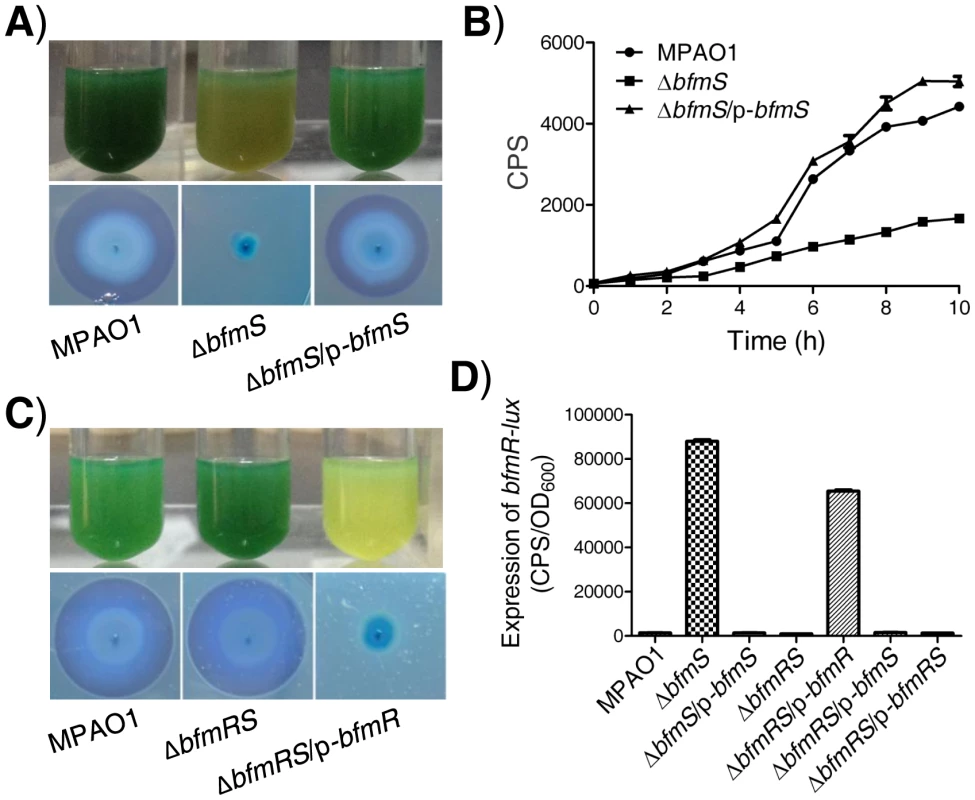 Effect of <i>bfmS</i> deletion on the production of virulence-associated factors and the promoter activity of <i>bfmR</i>.