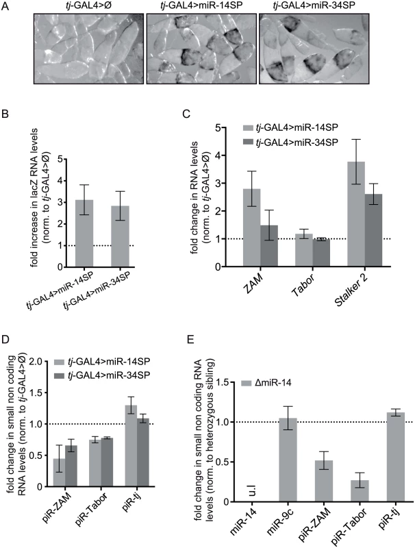 miRNA screen and genetic validation of the requirement of miR-14 for TE repression.