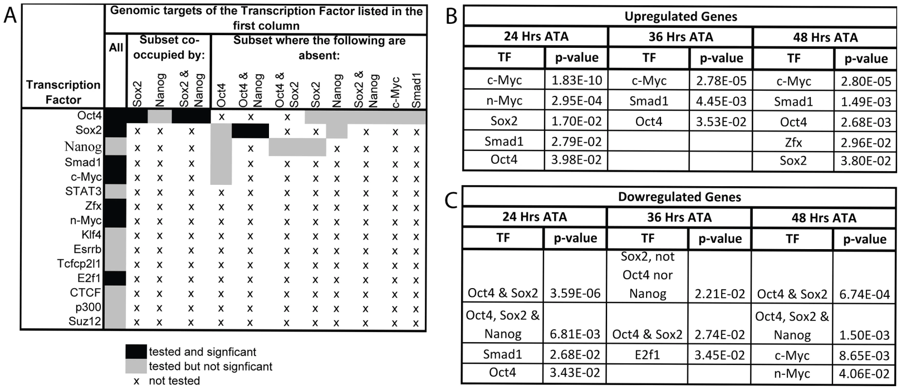 Gene expression profiling coincident with and following Oct4 depletion indicates that c-Myc, Smad1 and Oct4 targets are up-regulated while targets co-occupied by Oct4 and Sox2 are down-regulated.