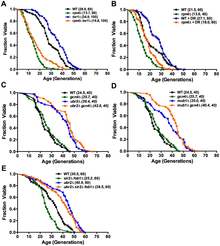 Impact of proteasome capacity on longevity is largely unaffected by known lifespan mediating pathways.