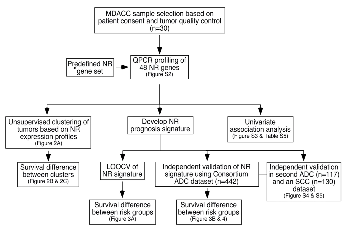 Schematic of the study design for development and validation of the NR prognostic gene signature.
