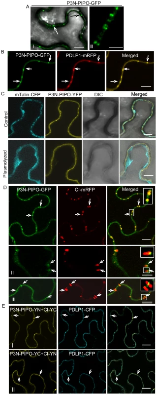 TuMV P3N-PIPO is a PD-localized protein and mediates the targeting of CI to PD in <i>N. benthamiana</i>.