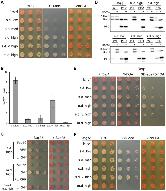 The non-prion forming domain of Rnq1 shows variant-specific influence on fiber growth.