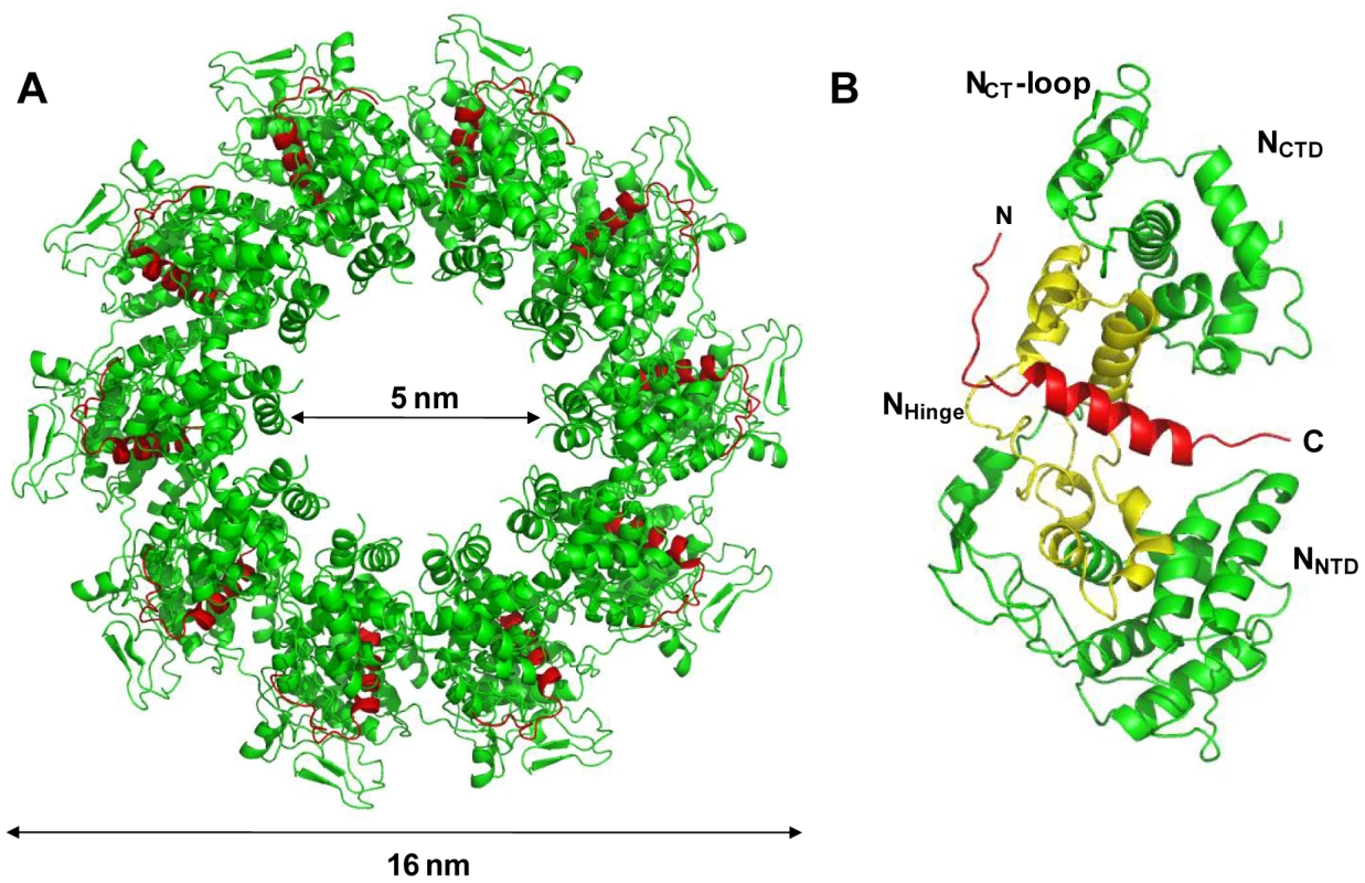 Crystal structure of a decameric form of the N<sub>Δ21</sub><sup>0</sup>-P<sub>60</sub> complex.