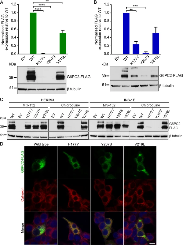Functional characterization of wild type and variant G6PC2 proteins.