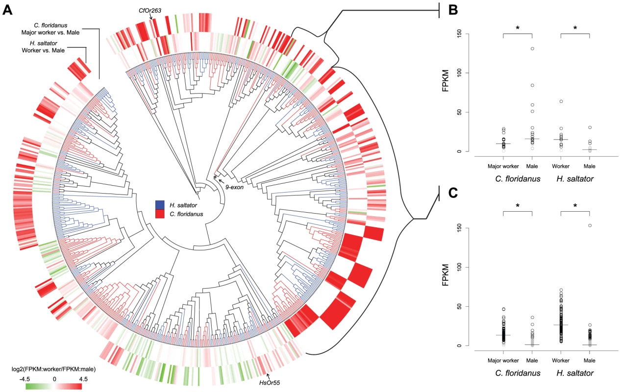Diversified expressions of evolutionarily related <i>Or</i> genes.