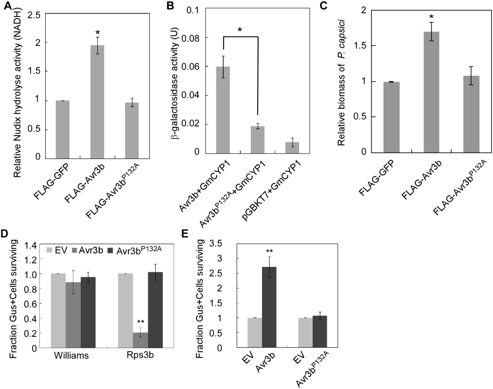 Proline132 of Avr3b plays a critical role in activation by cyclophilins.
