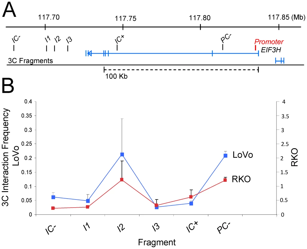 Physical interaction of the CRC variant rs16888589 with <i>EIF3H</i> in CRC cell lines.