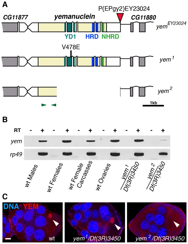 Mutations affecting the <i>yem</i> gene.