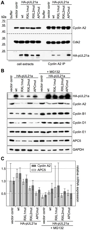 Interaction with pUL21a leads to Cyclin A2 protein degradation.
