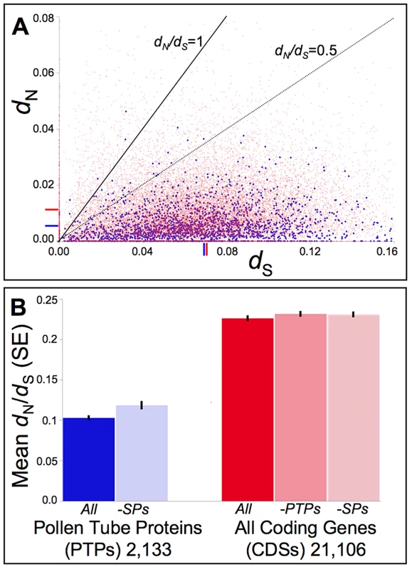 Distribution of pairwise non-synonymous (<i>d</i><sub>N</sub>) and synonymous (<i>d</i><sub>S</sub>) nucleotide substitutions as well as their ratio (<i>d</i><sub>N</sub>/<i>d</i><sub>S</sub>, or ω) among <i>Mimulus</i> pollen tube proteins (PTPs) and coding sequences (CDSs) genome-wide.
